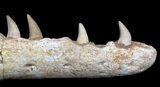 Halisaurus (Mosasaur) Jaw Section (Composited Teeth) #35033-1